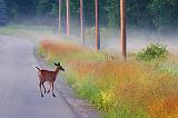 Deer On The Road_11152